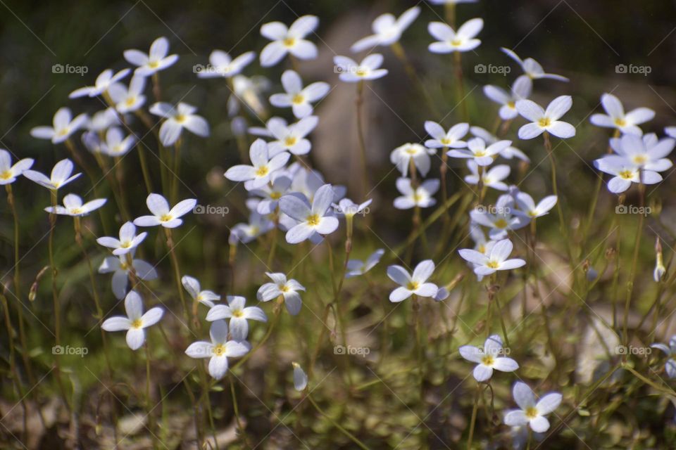 Thyme-Leaved Bluets 