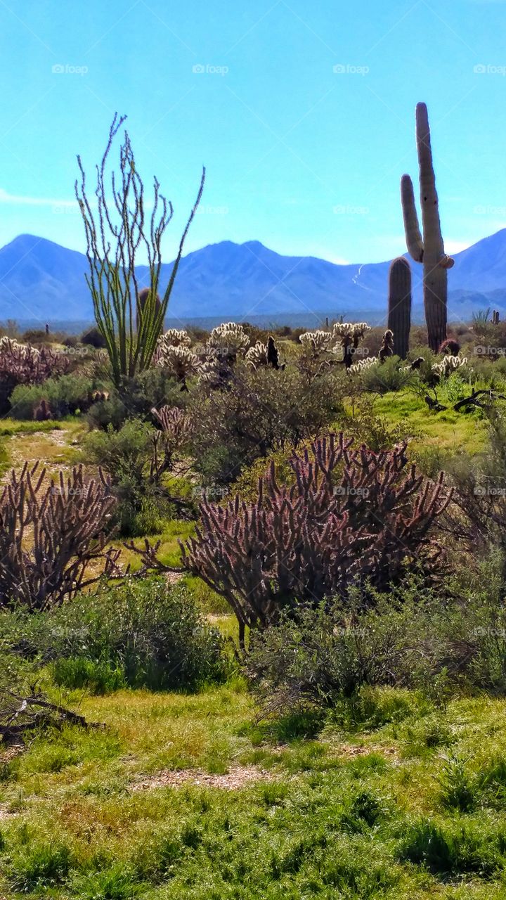Tranquil beauty of the desert in late winter.