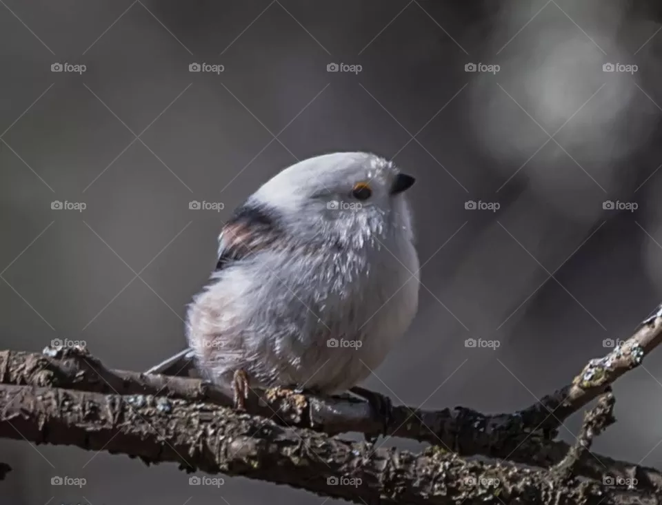 Cute bird