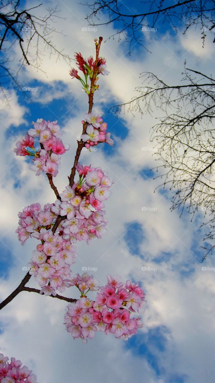 3/22/14. Cherry blossoms 2014 Japan