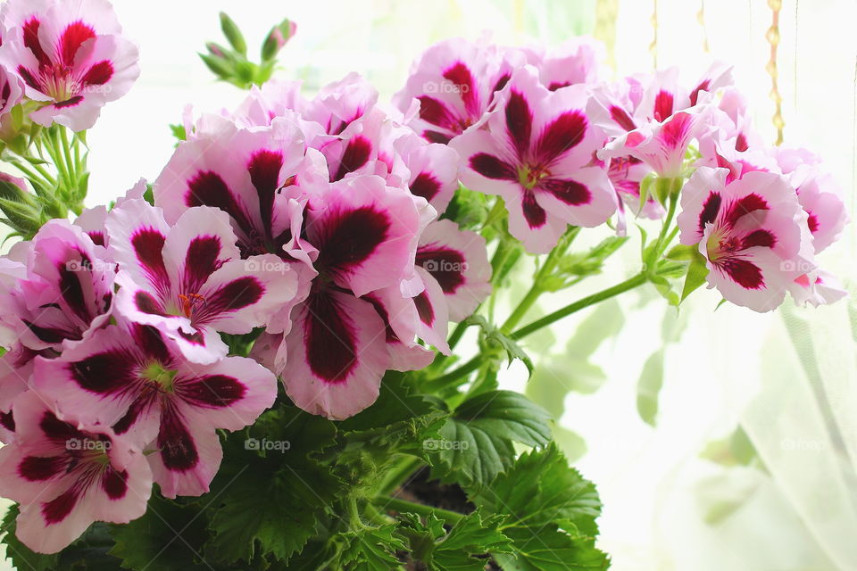 House plants in pots