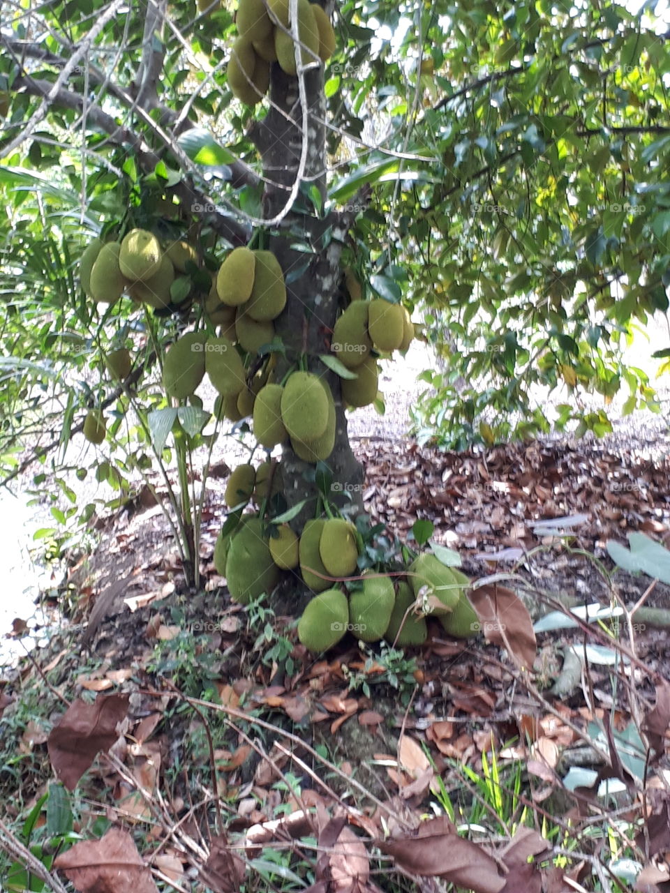 jack fruit