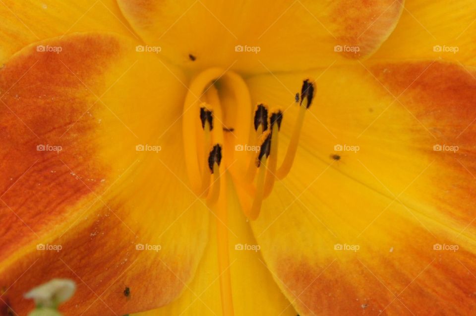 Orange and yellow lily close up