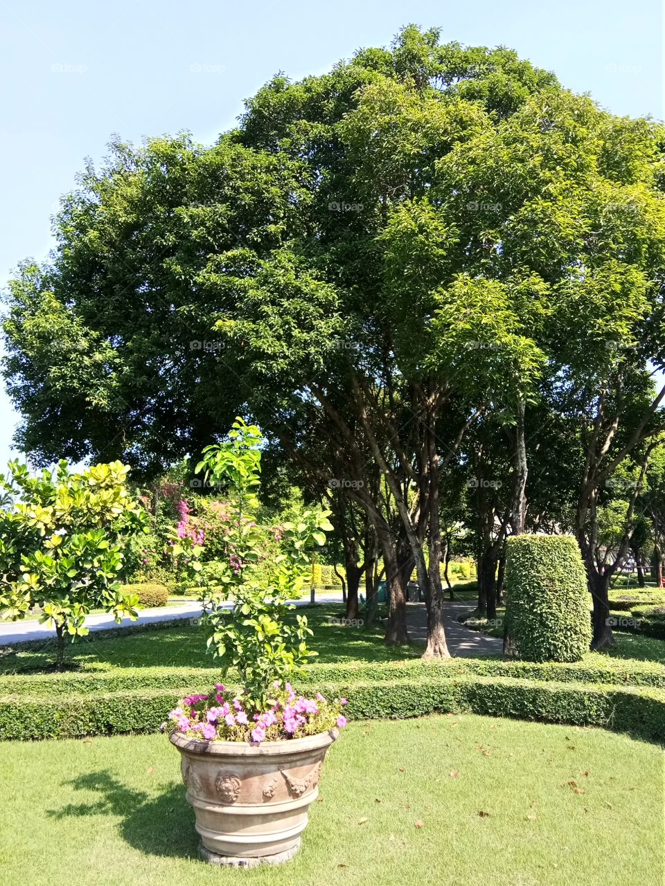 View : Cactus :Tree : Flower at Suan Luang Rama IX Public Park.The park was a gift to His Majesty the King on the auspicious occasion of his 5th Cycle Birthday Anniversary in 1987: King Rama IX : King Bhumibhol : Thailand : thai