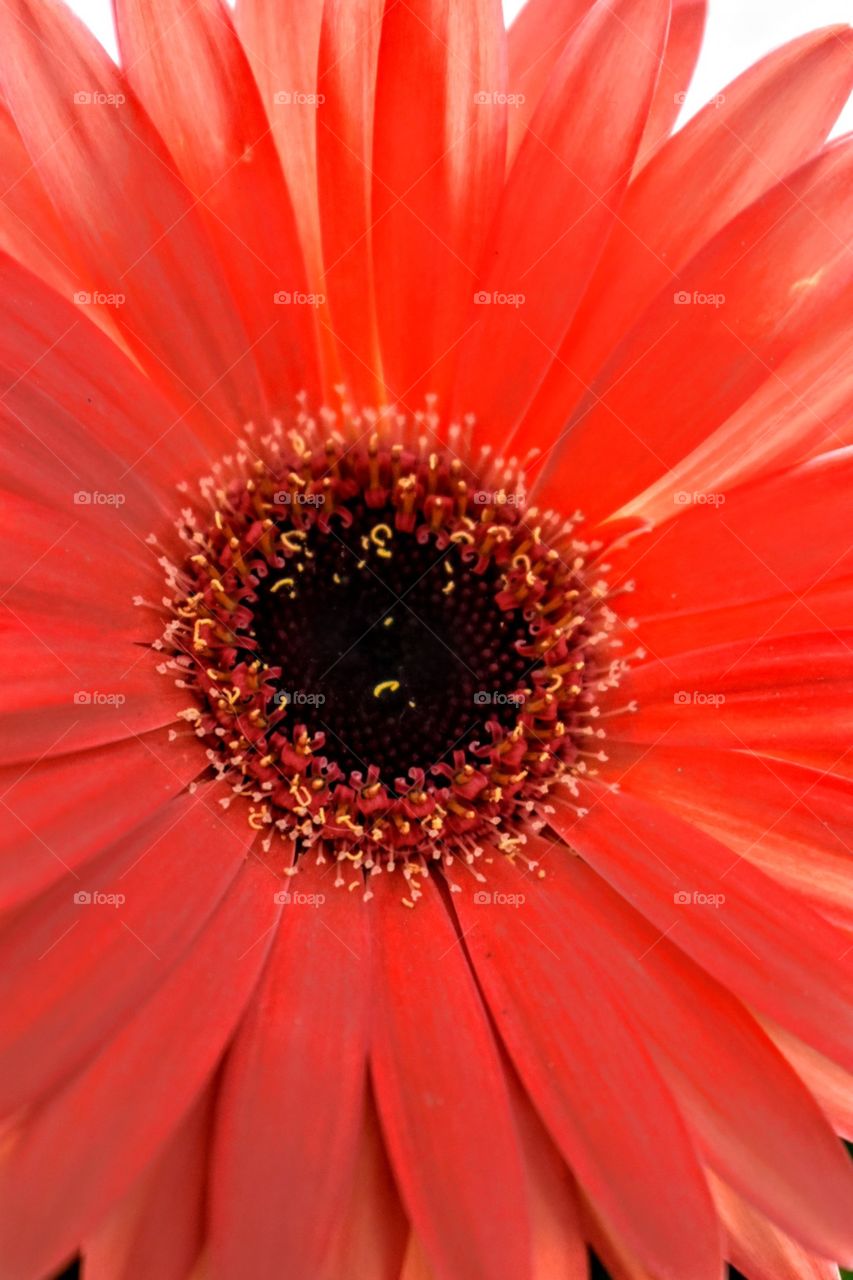 Red flower