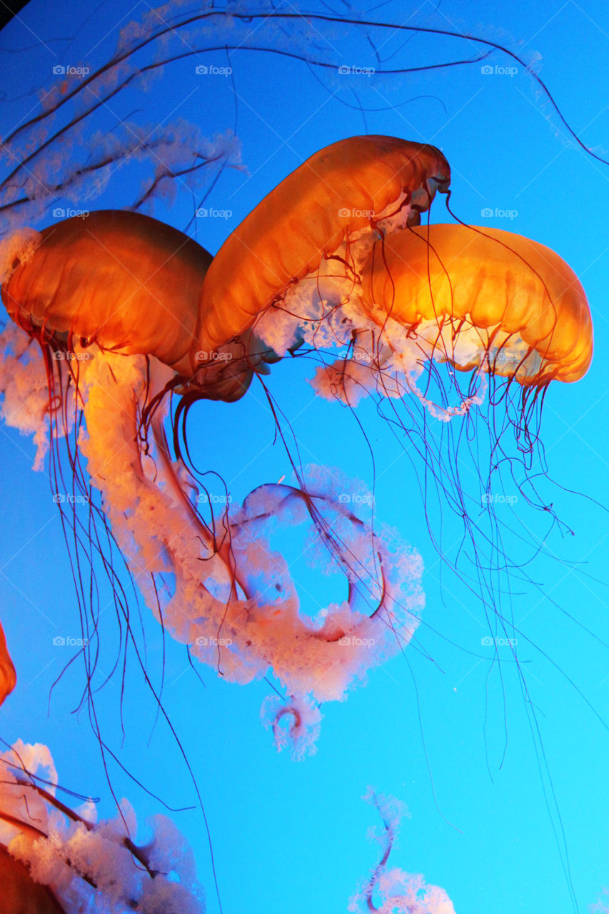 Jellyfish