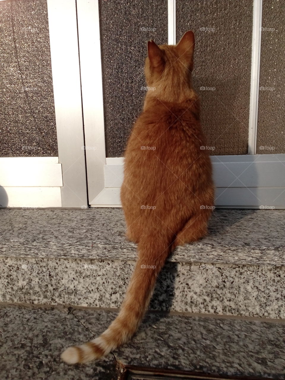 a cat waiting for the door