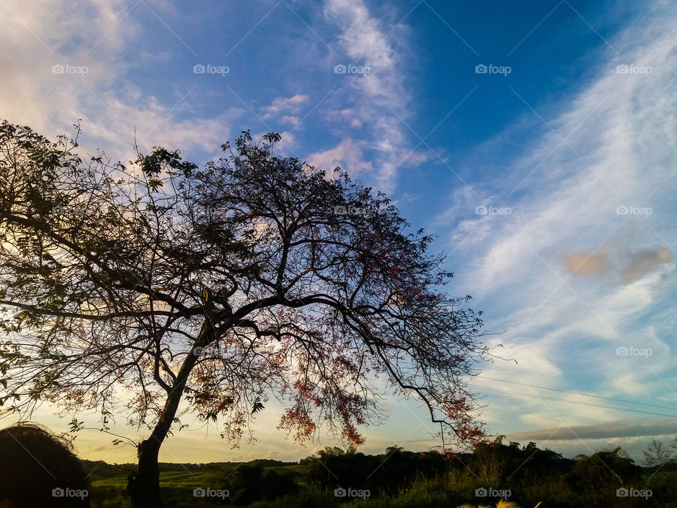 Árvore e Céu
