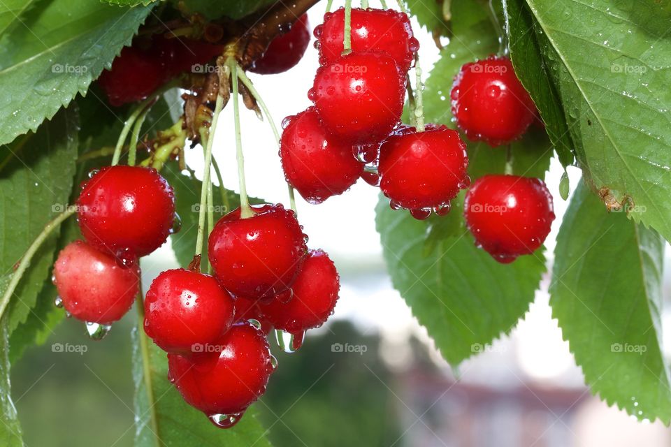 Red cherries in rain