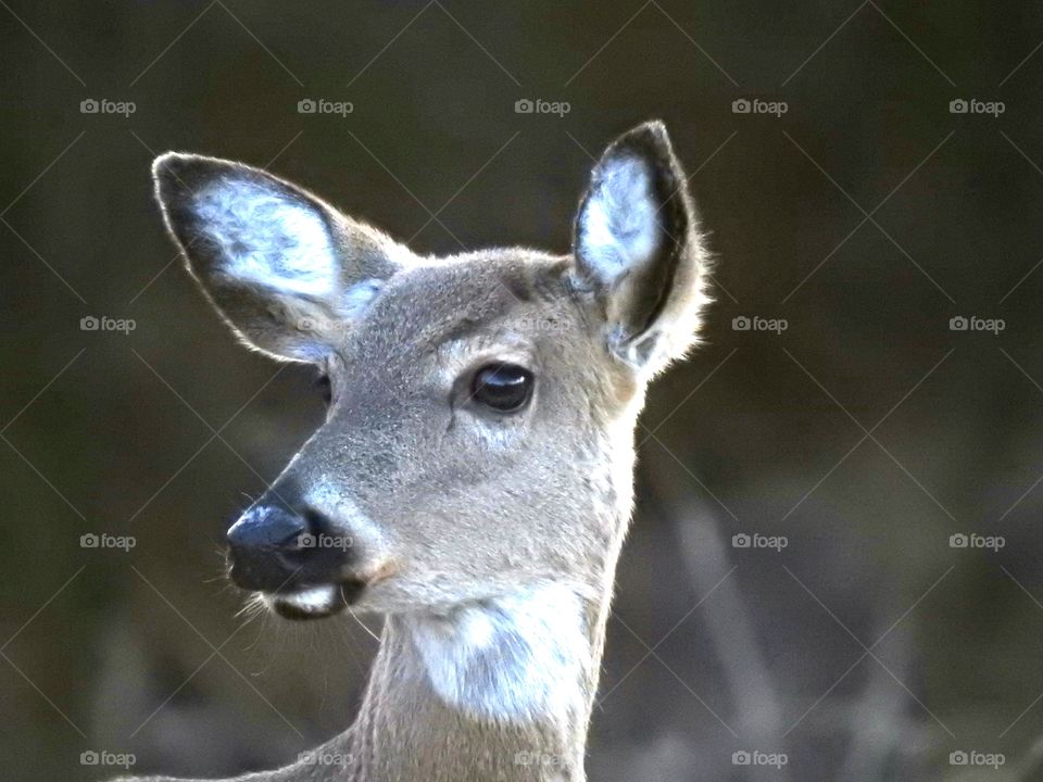 Deer