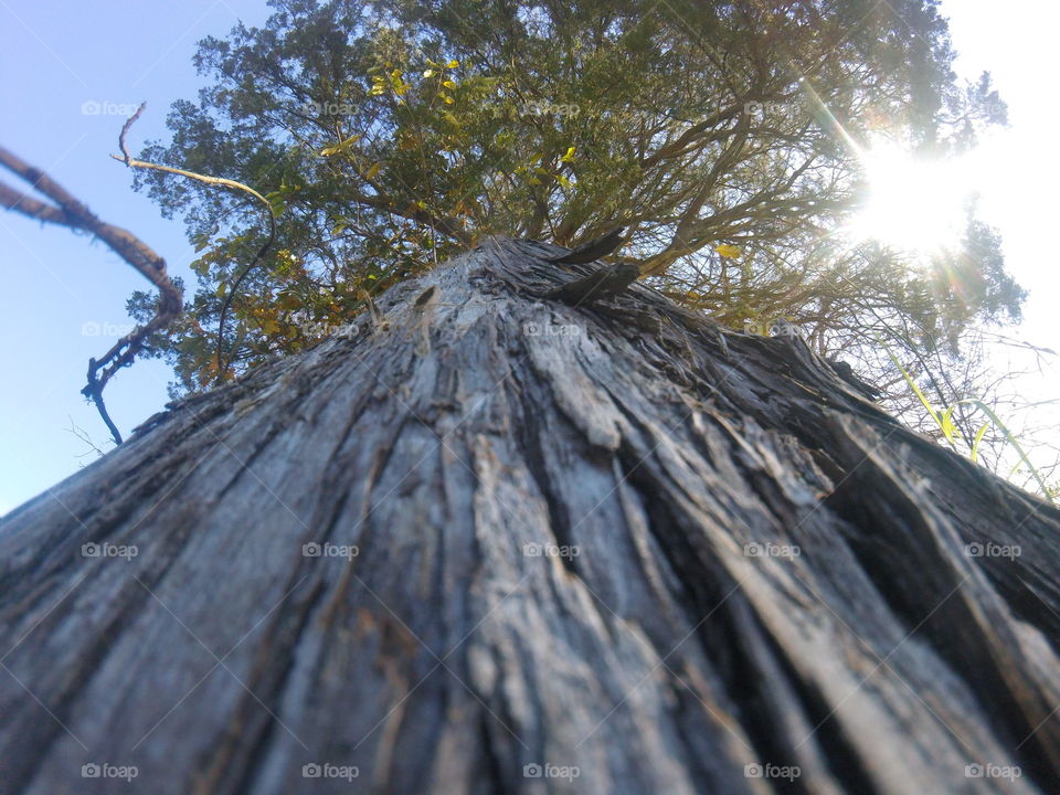 Low angle view of tree