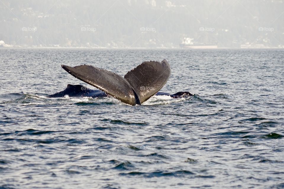 Whale tail