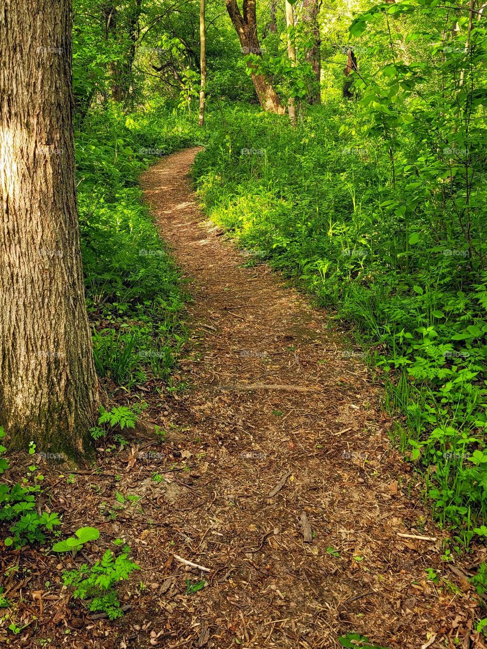 a path  in  the woods