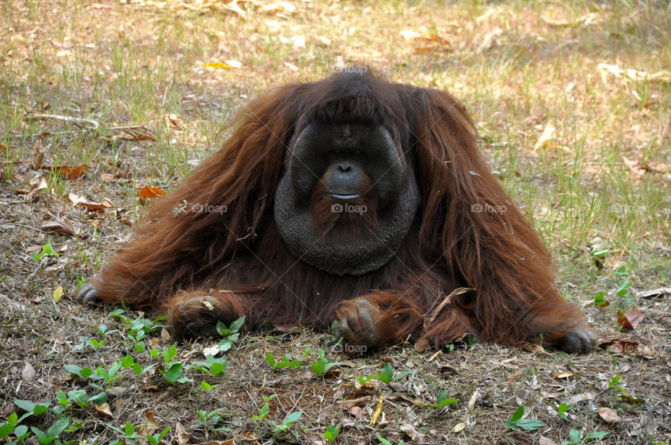 Orangutan