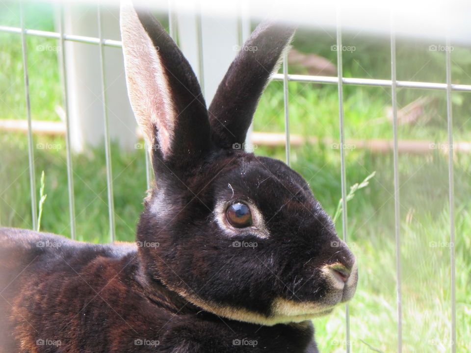 my gorgeous rabbit Nibbles