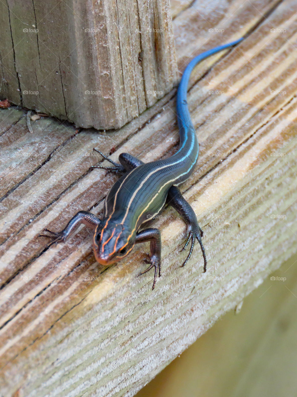 five-lined skink