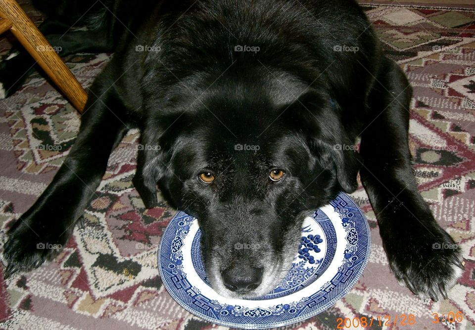 Feed me - hungry dog rests head on plate