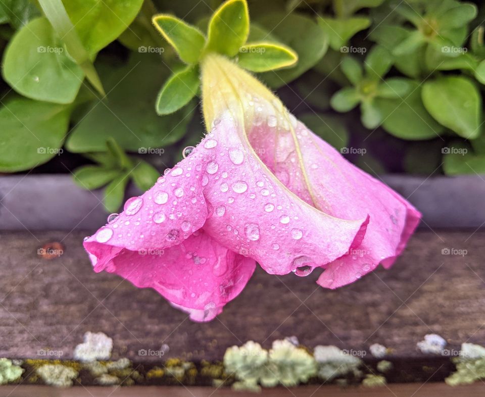 Pink petunia with water drops