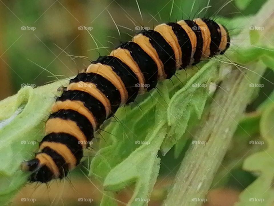 Fan from Borrusia Dortmund Football Team