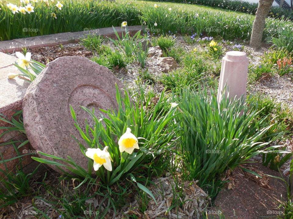 Daffodils by birdbath