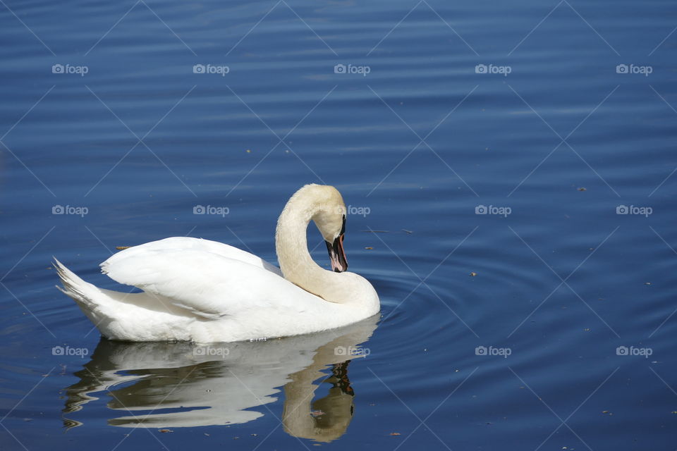Swan