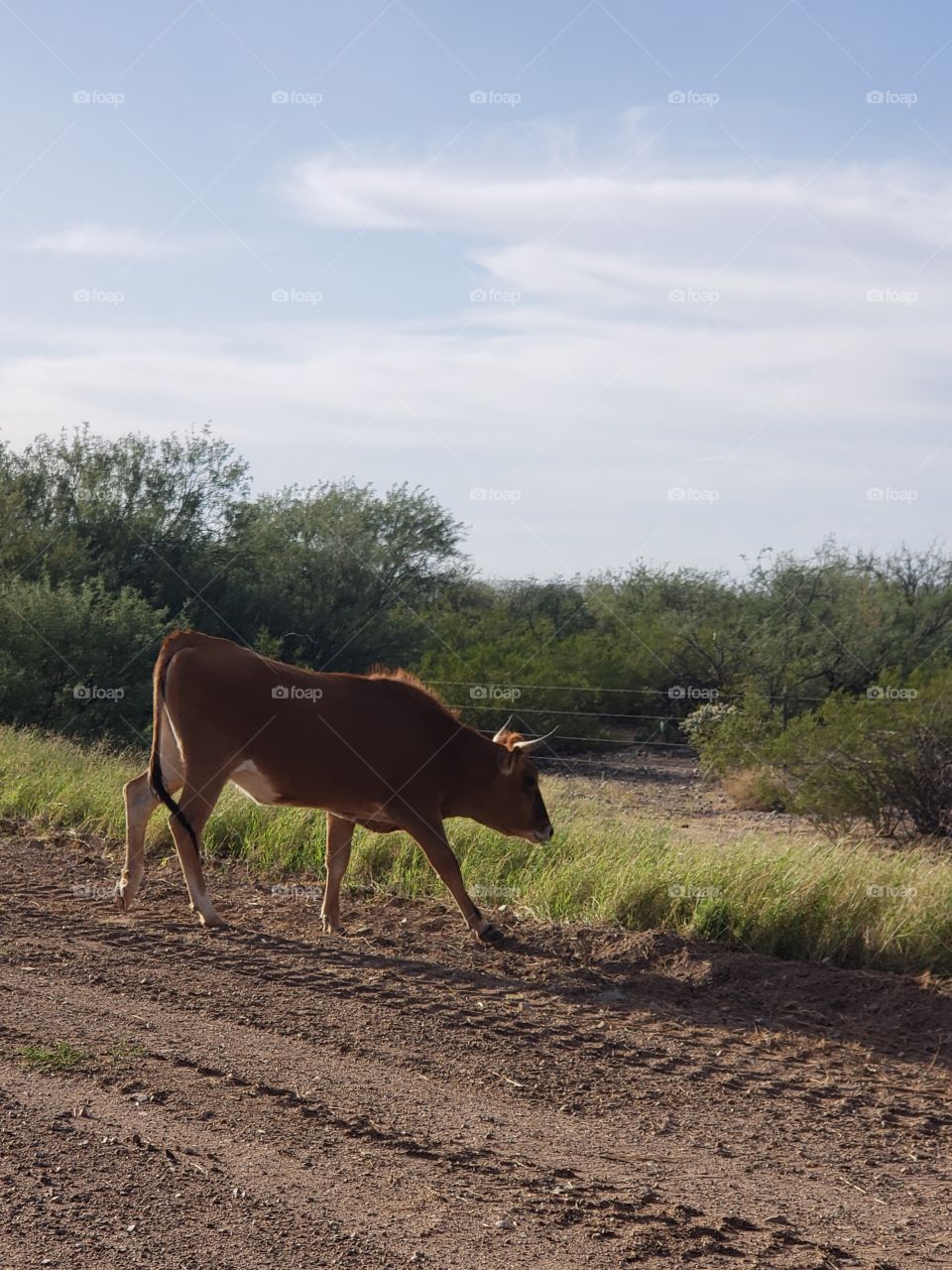 cow crossing in front of us on the road