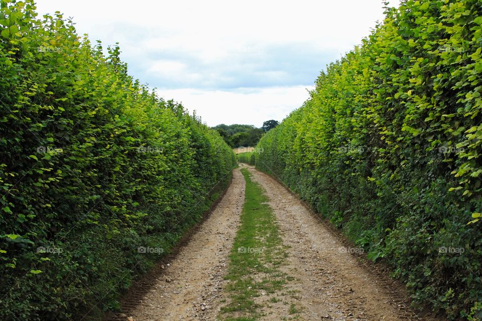 Country Path with Hedges on both sides