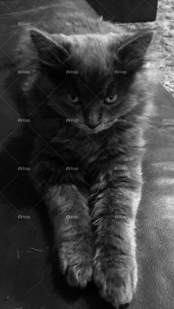 Cat in black and white 