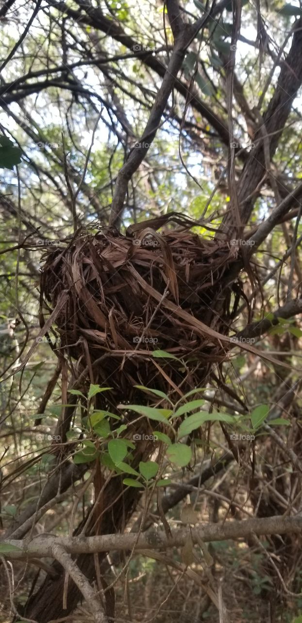 This was just one of many bird's nests I have seen while hiking in the woods on my land.