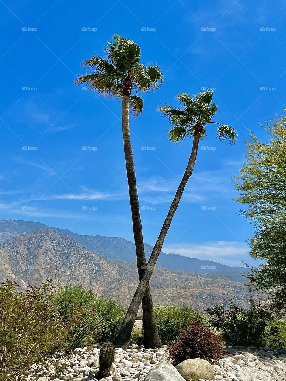 Mountains with Two Palm Trees
