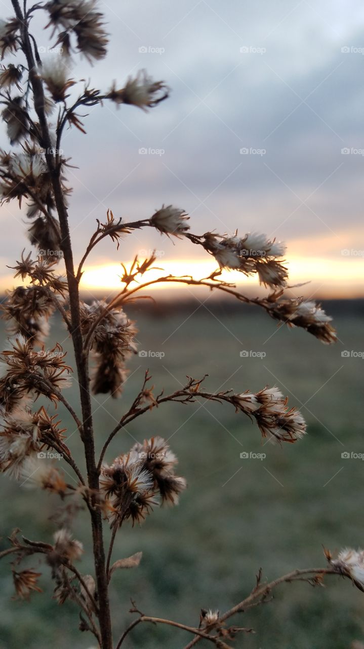 Nature, No Person, Sun, Outdoors, Flower