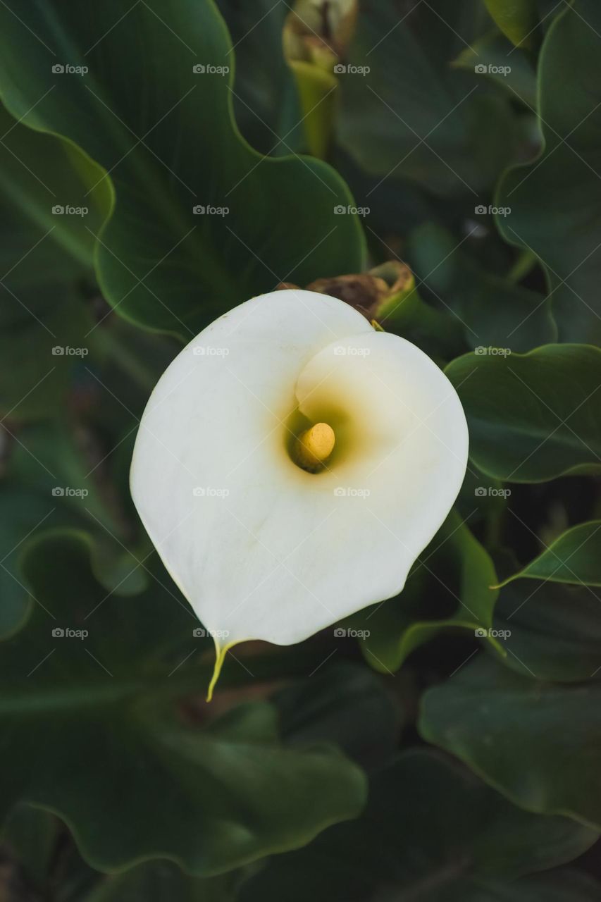 Calla Lily or Arum lily in full bloom