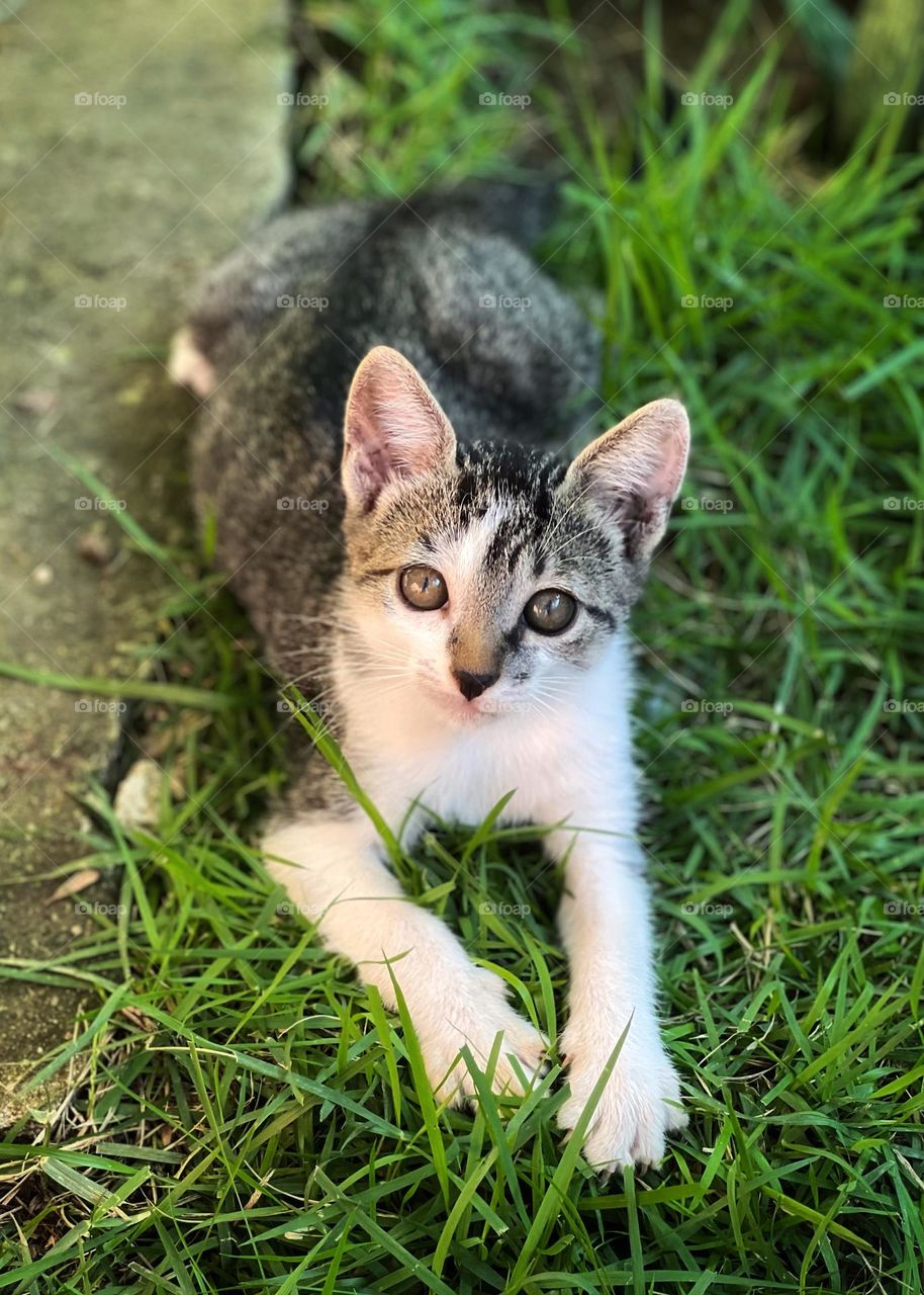 kitten in the garden