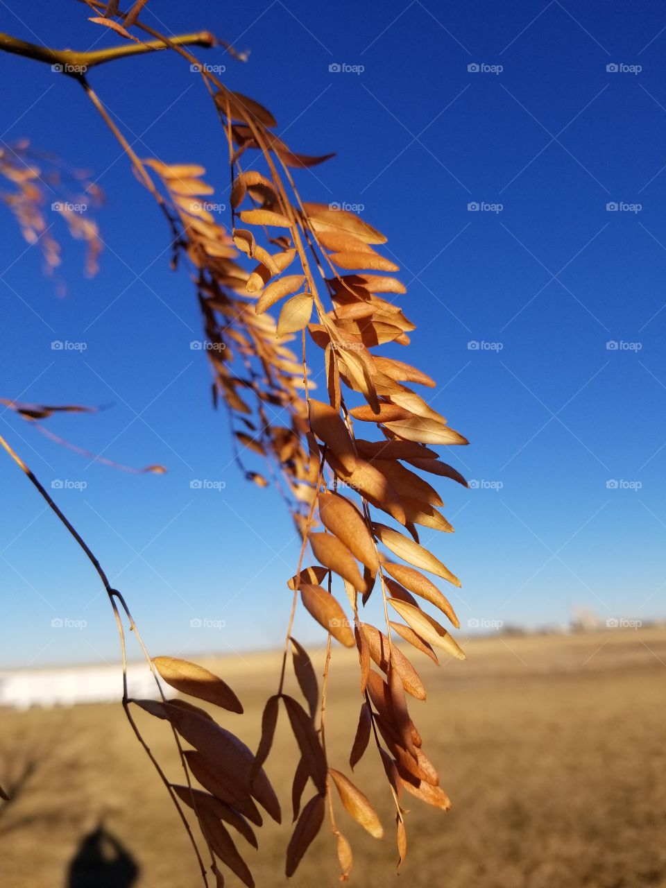 Dead leaves in January