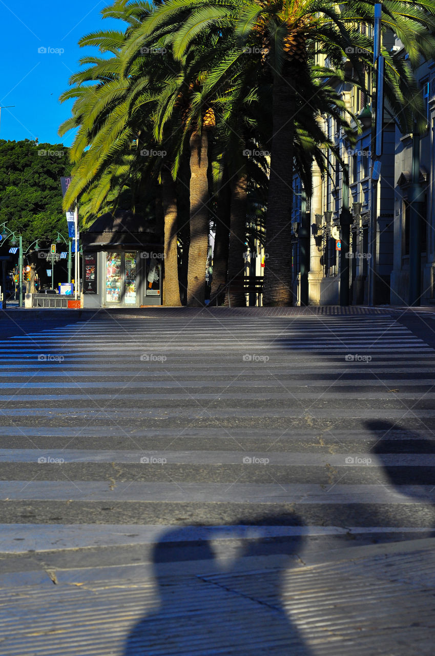 Crosswalk and palms as a background 