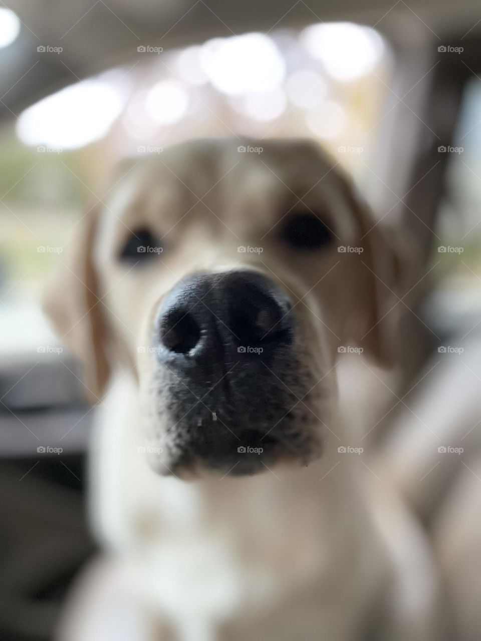 Yellow lab puppy