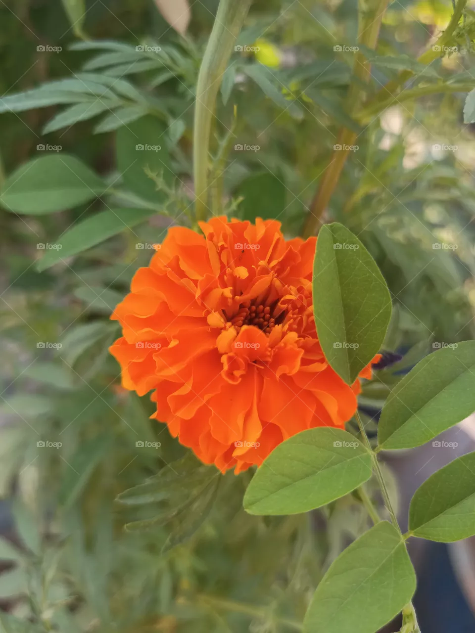 marigold flower