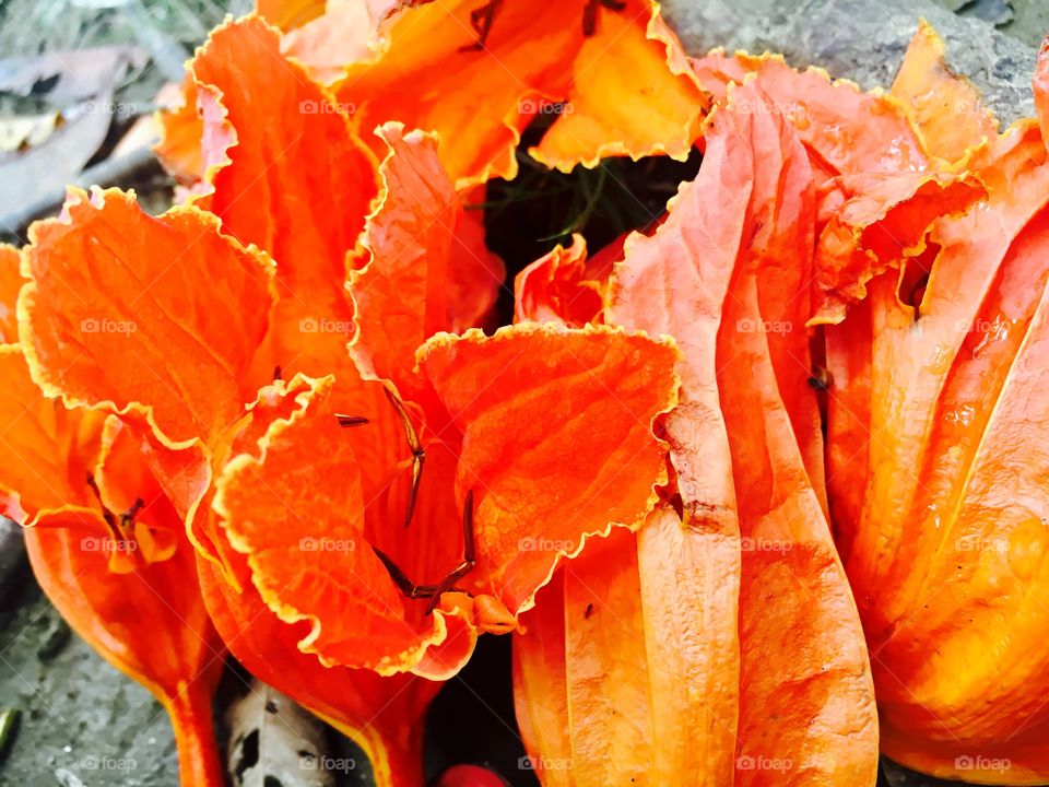 Orange color fallen flower and leaf 