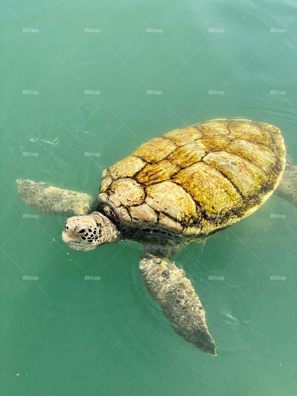 A green sea turtle swimming in the water