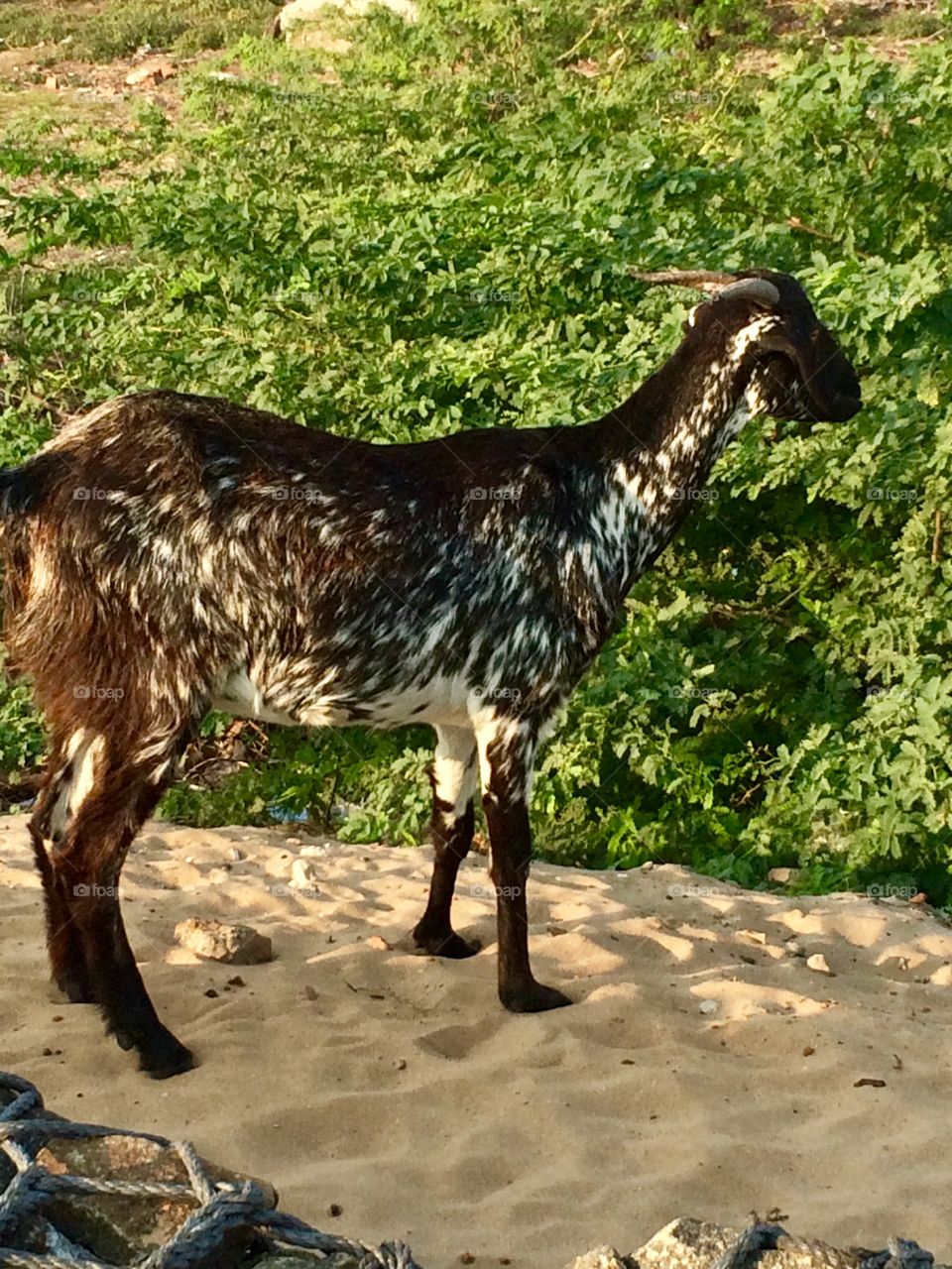 Goat on the beach