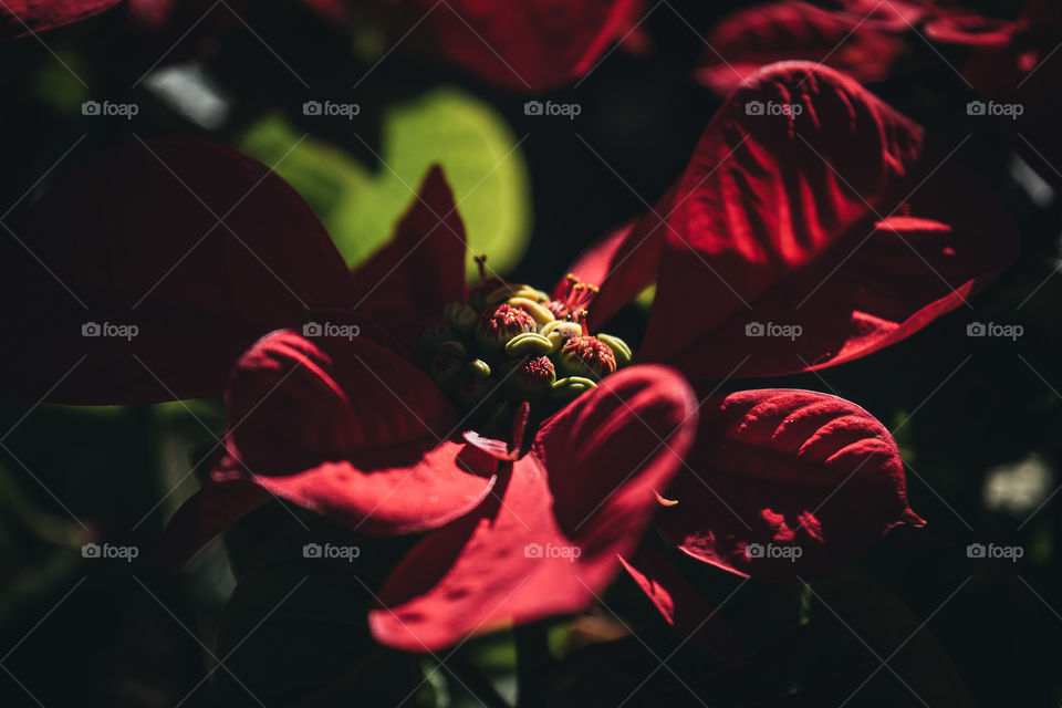 Red flower 2