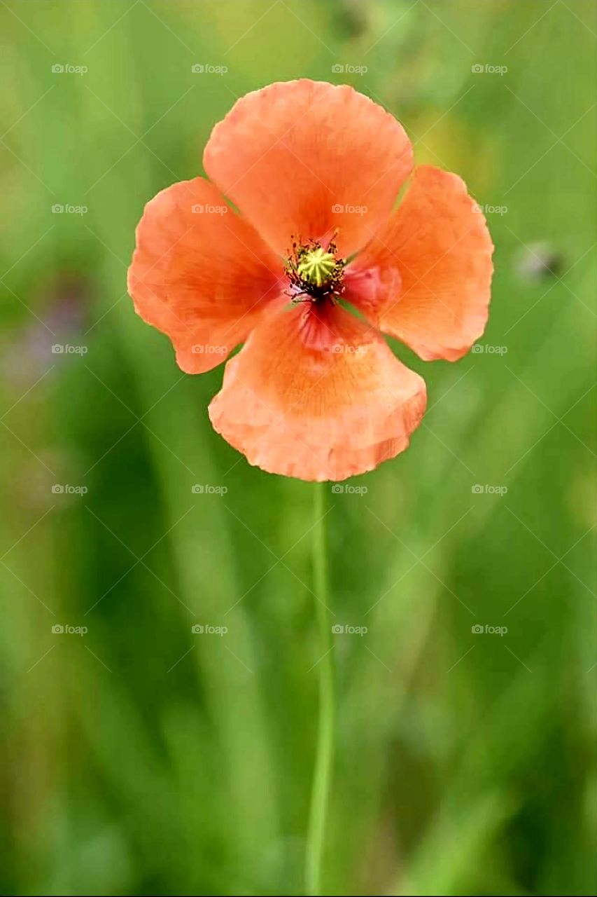 One poppy with blurred green background