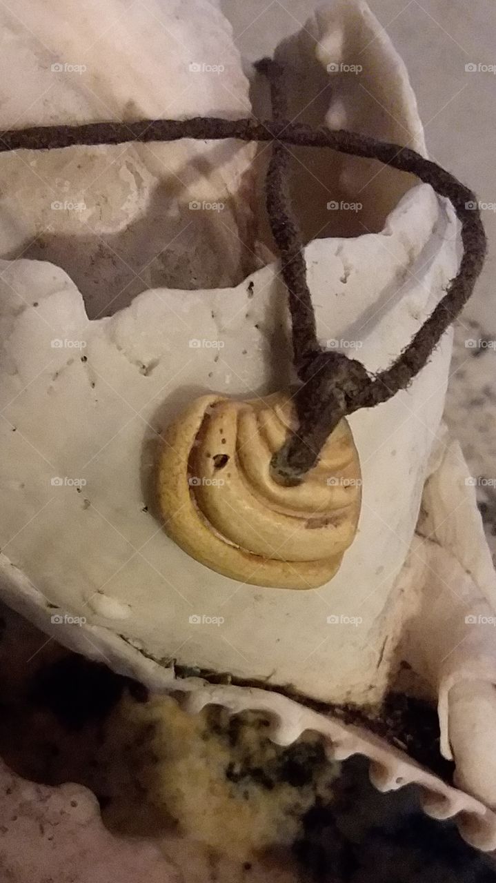 Pawleys Money a shell that is treasured by many locals and tourists in and along the beaches of the beaches of Pawleys Island SC. it is said that this particular shell was used by the Indians to barter with.