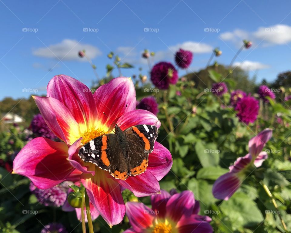 Flower and butterfly