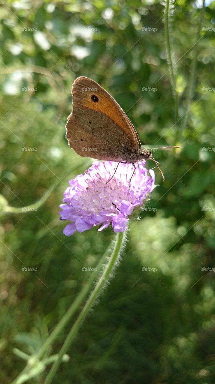 butterfly on a flower