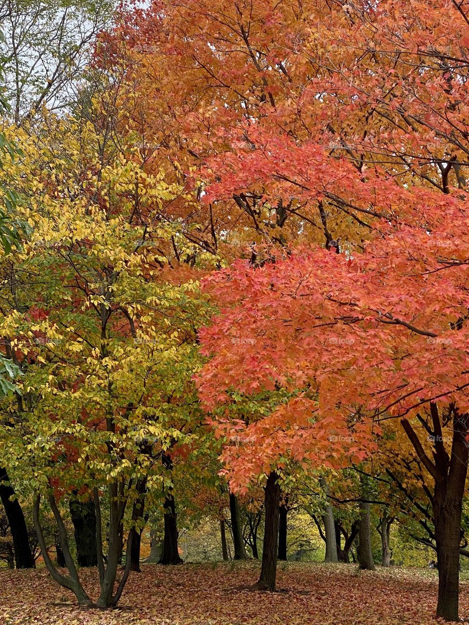 Park trees in fall