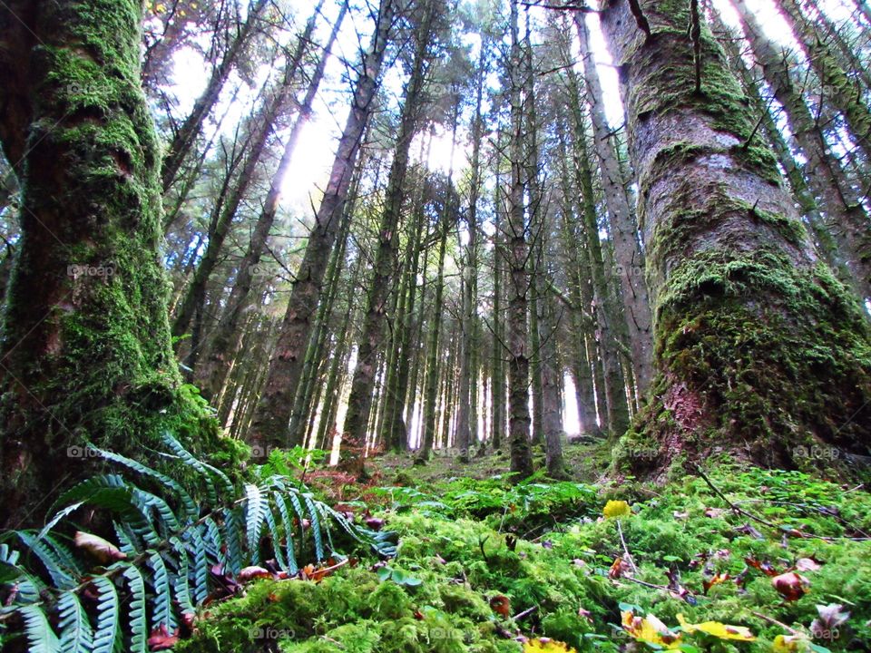 Low angle view of trees in forest