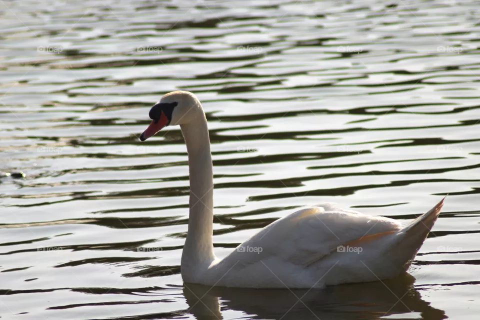The Swan