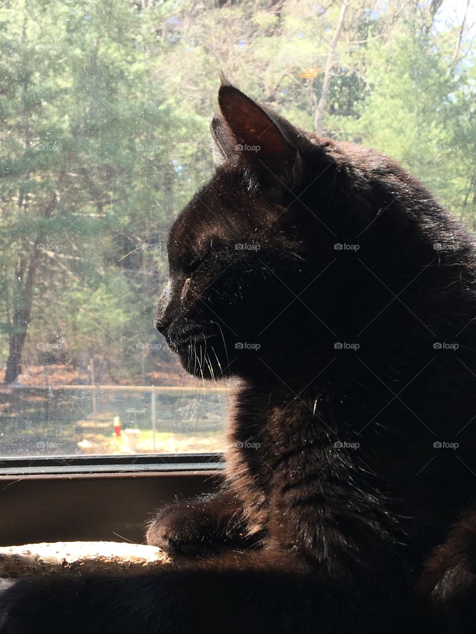 Black Cat Upper Body Profile In Window

My kitty looking intently at something while sitting in the kitchen window sunshine! 🐾 
You can see our woods in the background.