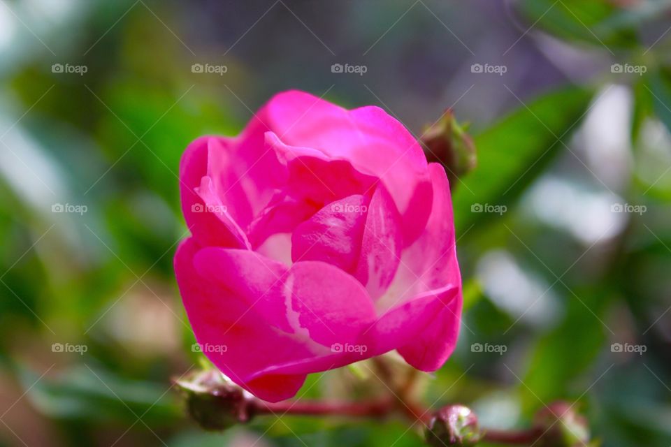 Pink knockout rose